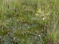 NL, Overijssel, Wierden, Wierdense Veld 8, Saxifraga-Mark Zekhuis